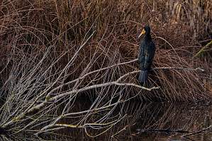 Cormorant - Vaugrenier - Antibes