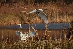 Gande Aigrette - Lac de Massaciucolli - Italie