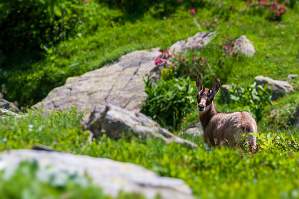 Jeune Chamois - Mercantour - Alpes-marimes