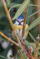 Mésange Bleue - Antibes