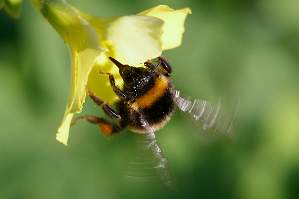 Bourdon terrestre