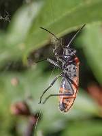 Gendarme - Pyrrhocoris apterus