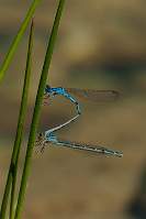 Accouplement de libellules - Erythromma lindenii