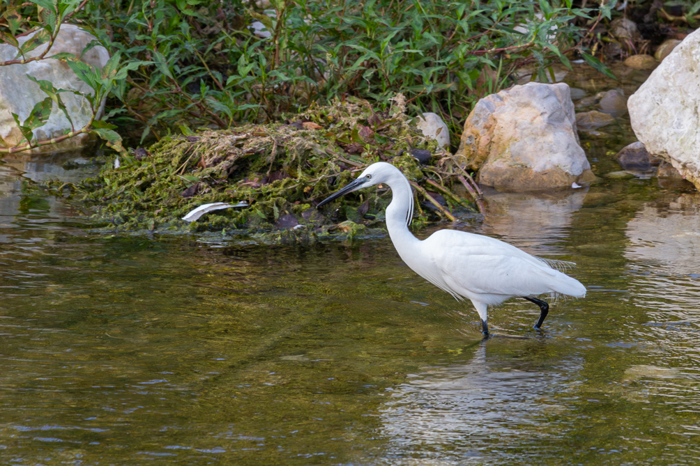 Aigrette garzette (Egretta garzetta) 