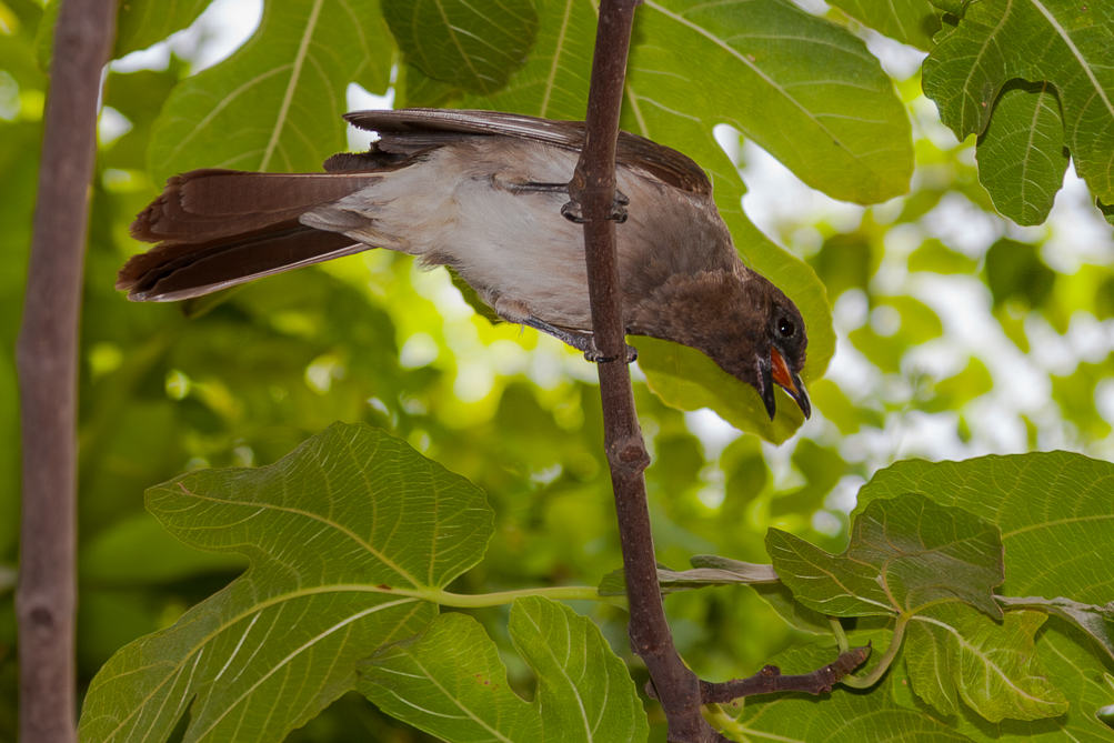 Bulbul des jardins (Pycnonotus barbatus) 