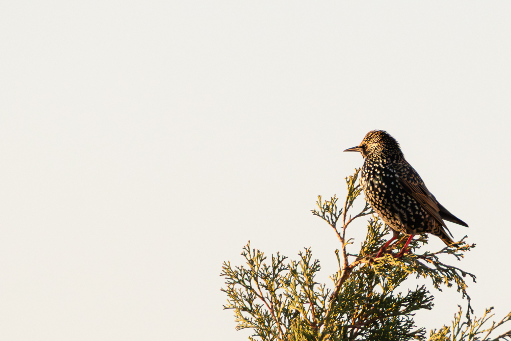 Étourneau sansonnet 