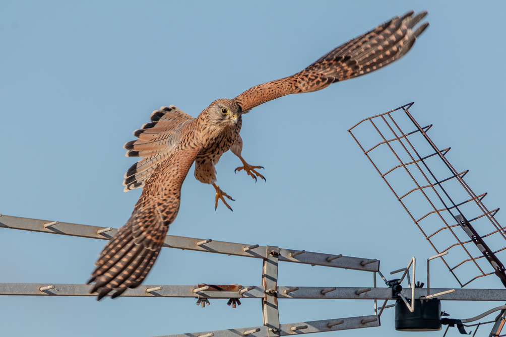 Faucon crécerelle (Falco tinnunculus) 