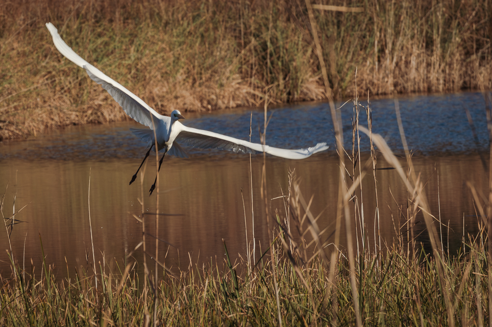 Grande Aigrette, lac de Massaciuccoli 