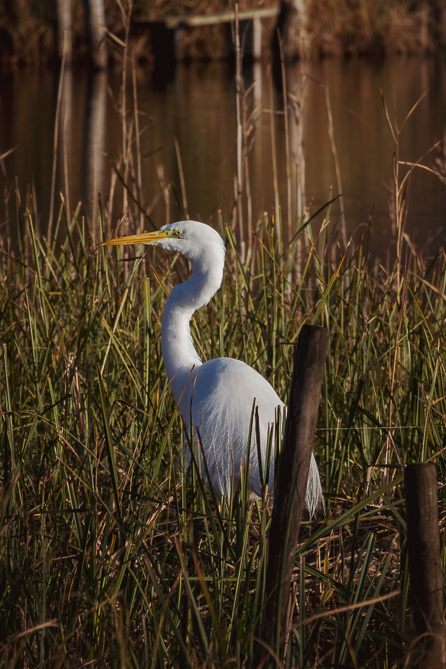 Grande Aigrette, lac de Massaciuccoli 