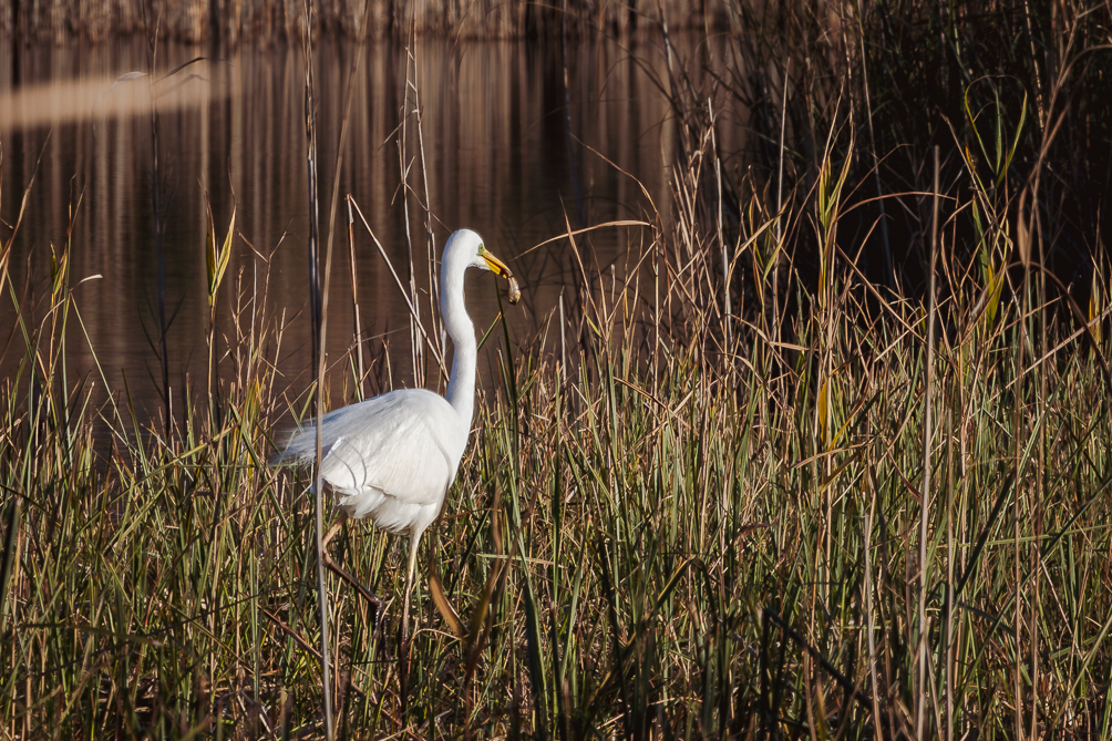 Grande Aigrette, lac de Massaciuccoli 