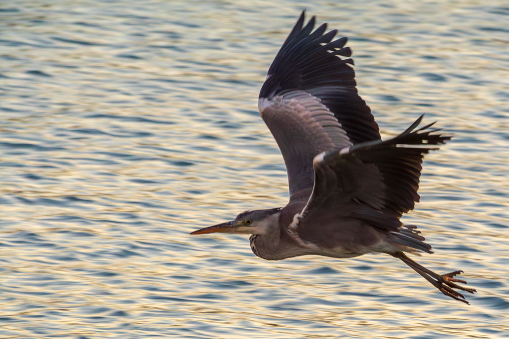 Héron cendrée Héron cendrée en vol