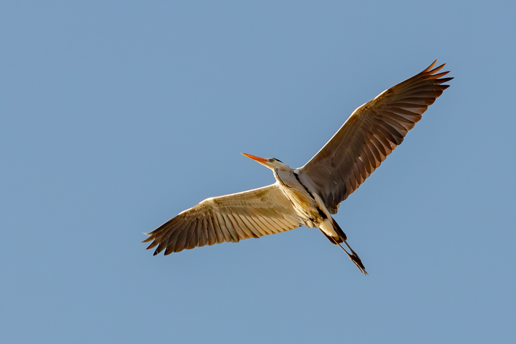 Héron cendrée, lac de Massaciuccoli 
