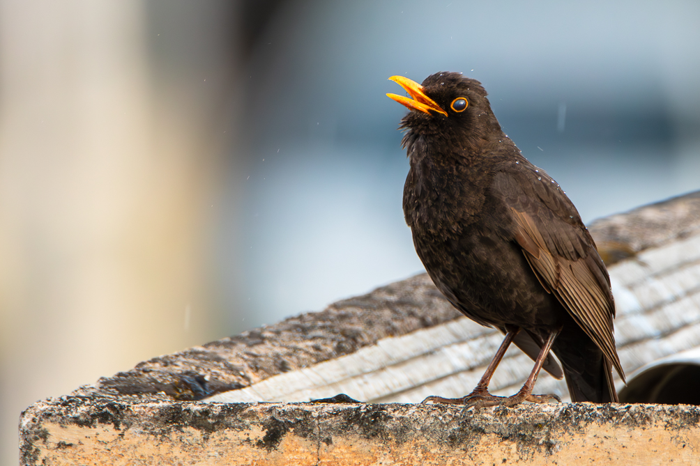 Merle noir (Turdus merula) 
