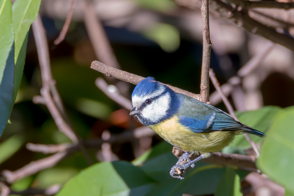 Mésange bleue 