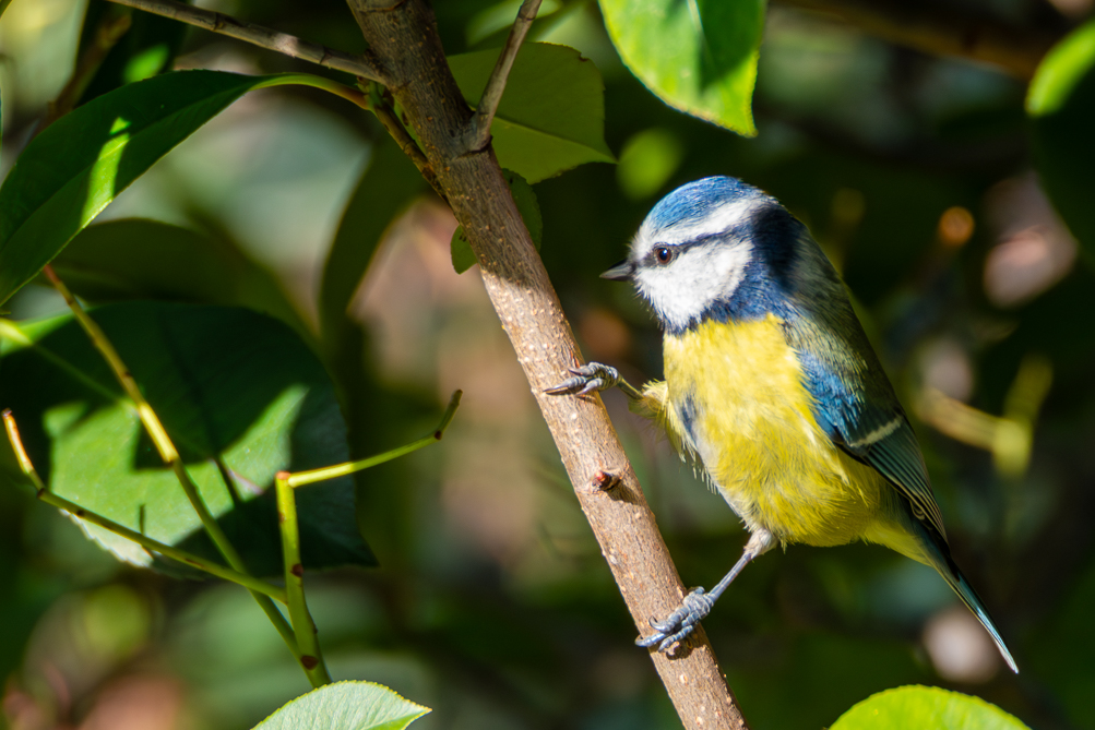 Mésange bleue (Cyanistes caeruleus) 