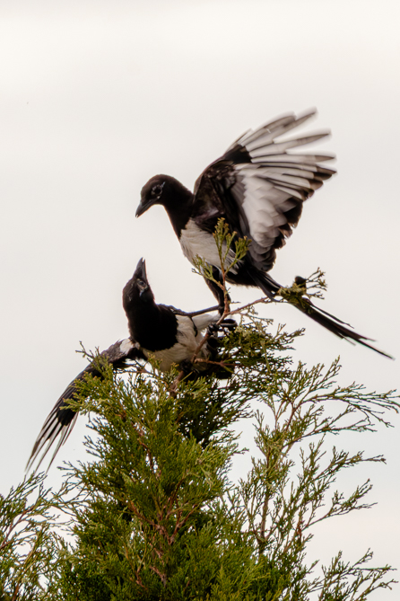 Pies bavardes (Pica pica) 