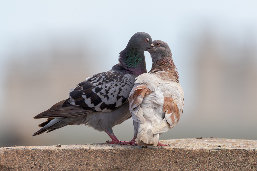 Couple de Pigeons 