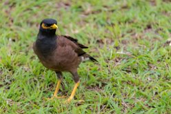 Martin triste (Acridotheres tristis) Sukhothai