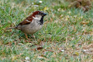 Moineau domestique (Passer domesticus)