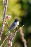 Fauvette mélanocéphale (Curruca melanocephala)