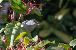 Fauvette mélanocéphale (Curruca melanocephala)