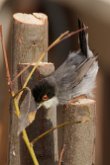 Fauvette mélanocéphale (Curruca melanocephala)