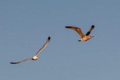 Goéland et Mouette
