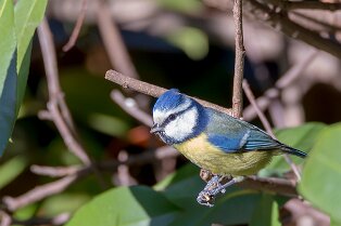 Mésange bleue