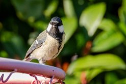 Mésange charbonnière