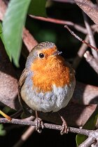 Rouge-gorge familier (Erithacus rubecula)