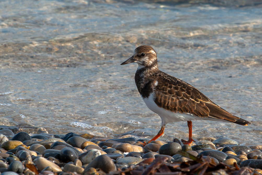 Tournepierre à collier (Arenaria interpres) 