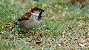 Volatiles du jardin et d'ailleurs
