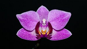 Orchidées