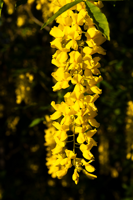 Cytise (Laburnum anagyroides) 