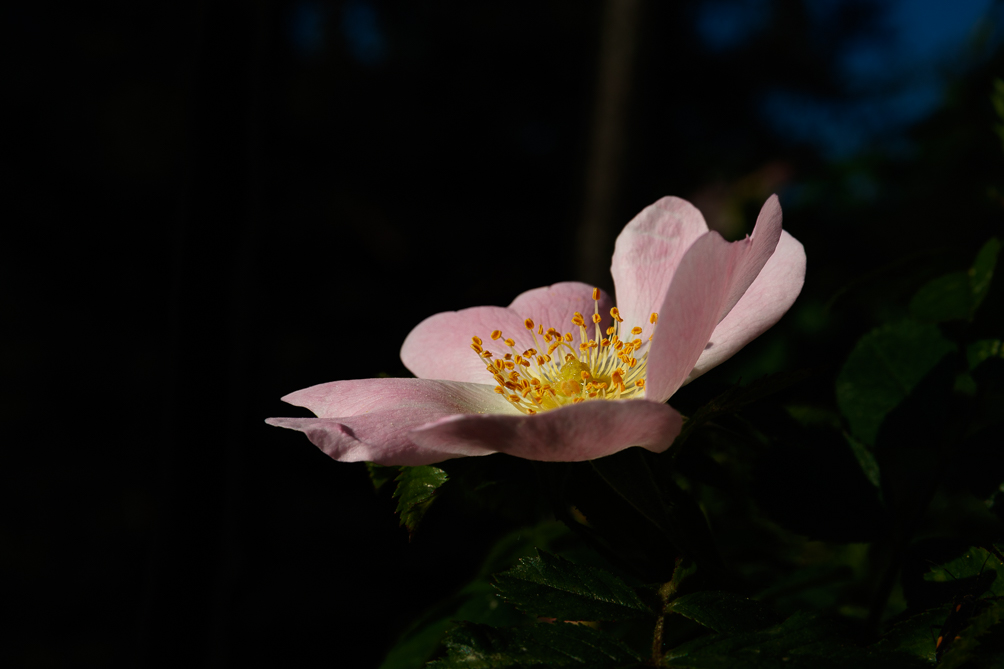 Rosier sauvage (Rosa canina) 