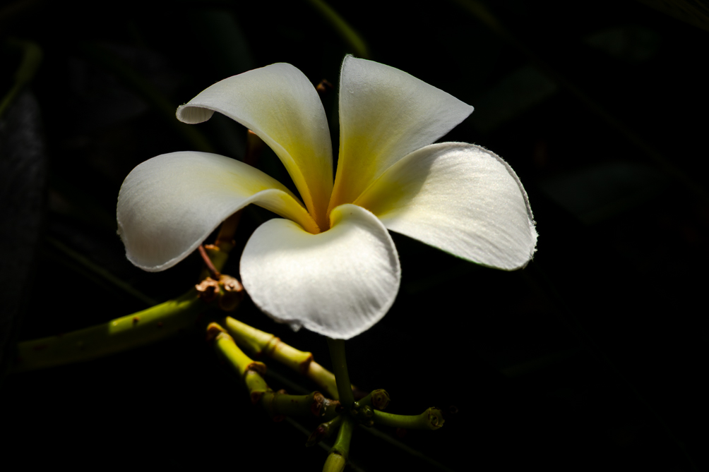 Fleurs de frangipanier Fleurs de frangipanier dans un jardin de Thaïlande