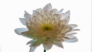 Flore