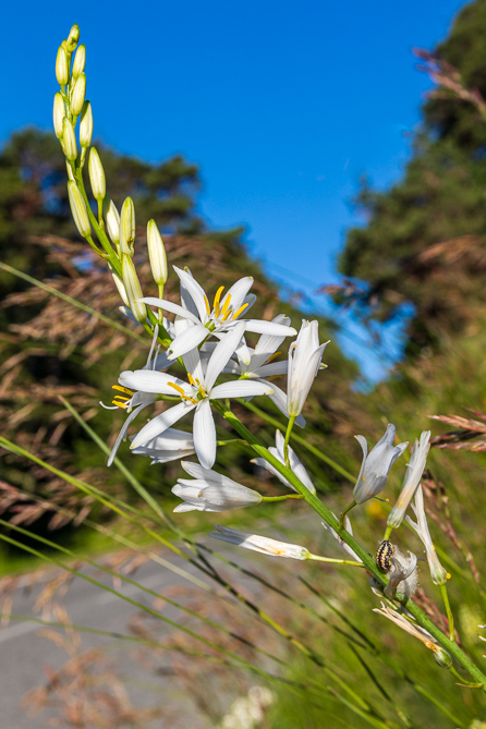 Phalangère à fleurs de lis (Anthericum liliago) 