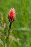 Bouton de coquelicot