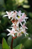 Crassula multicava