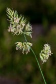 Dactyle pelotonné (Dactylis glomerata)