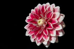 Dahlia