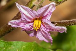 Fleur d'aubergine
