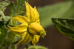 Fleur de tomate