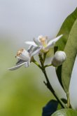 Fleurs d'oranger