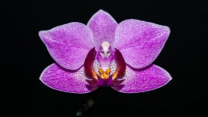 Orchidées