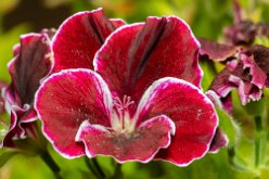 Geranium