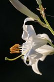 Lis blanc (Lilium candidum)