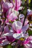 Magnolia