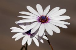 Marguerite du cap